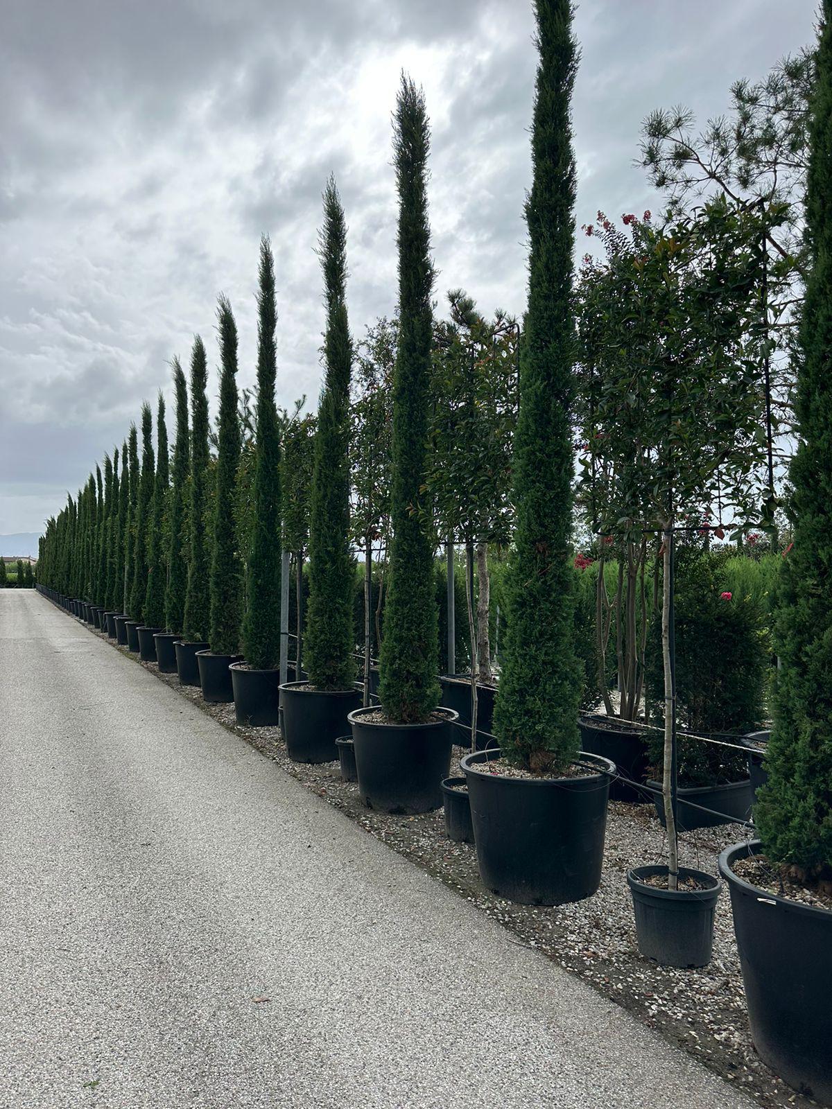 Cupressus Sempervirens – Mediteranski čempres