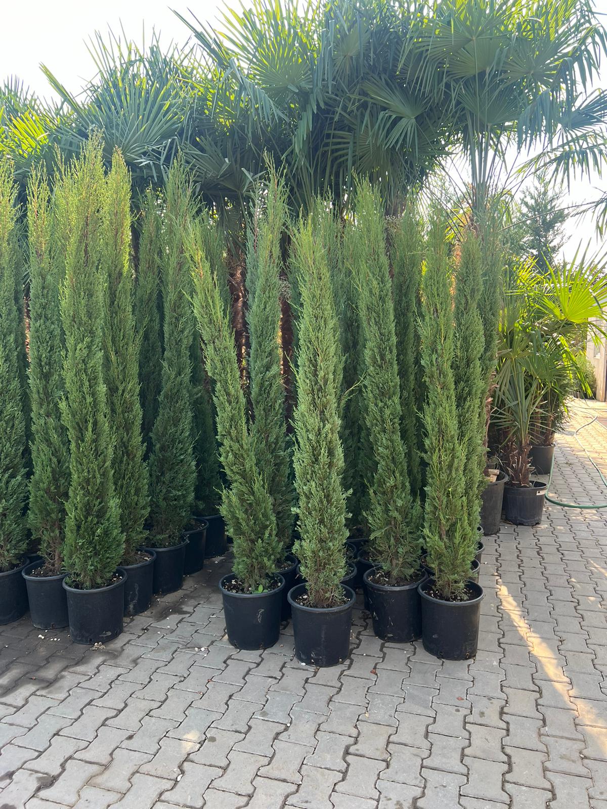 Cupressus Sempervirens – Mediteranski čempres