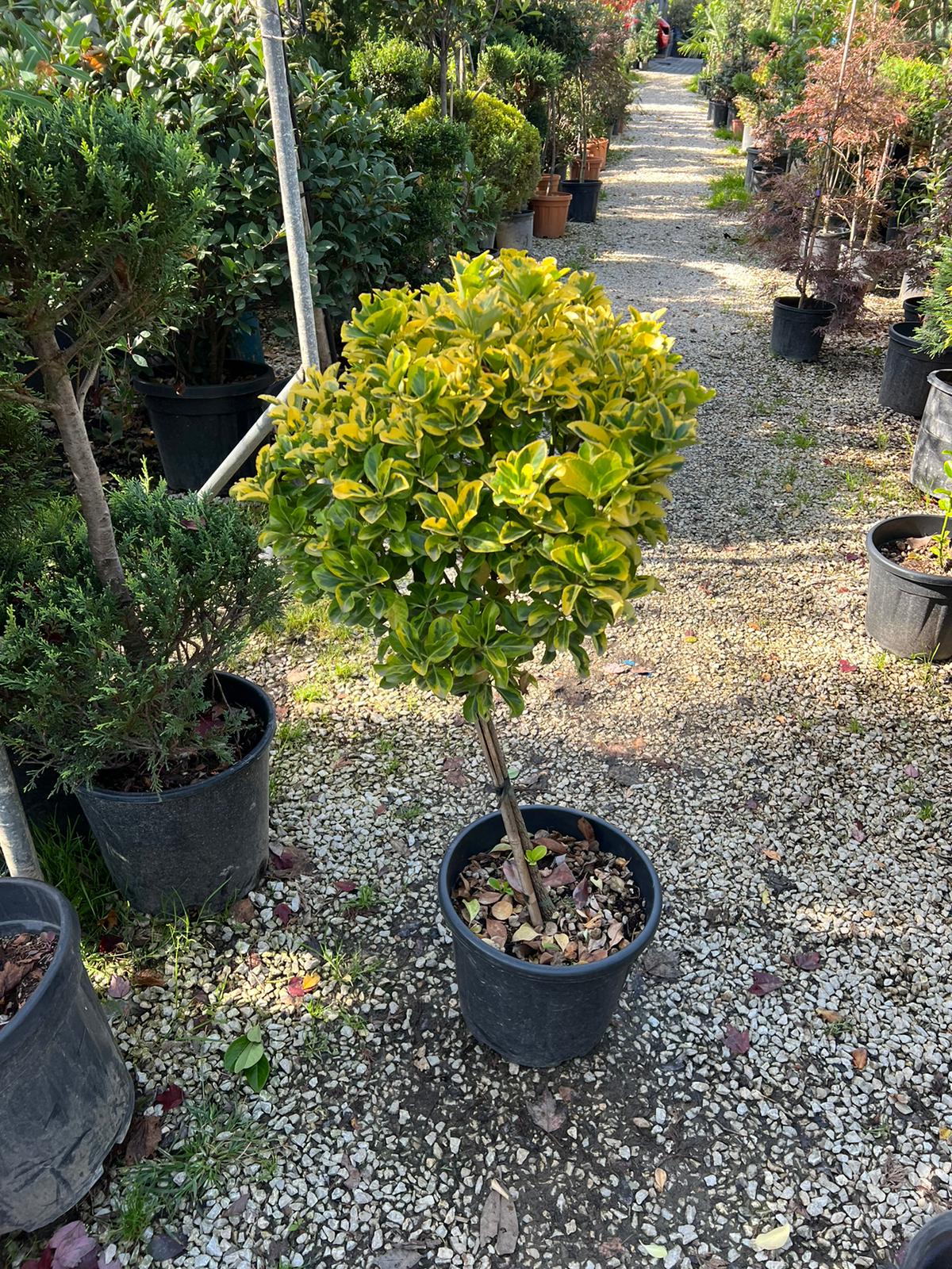 Euonymus Japonicus