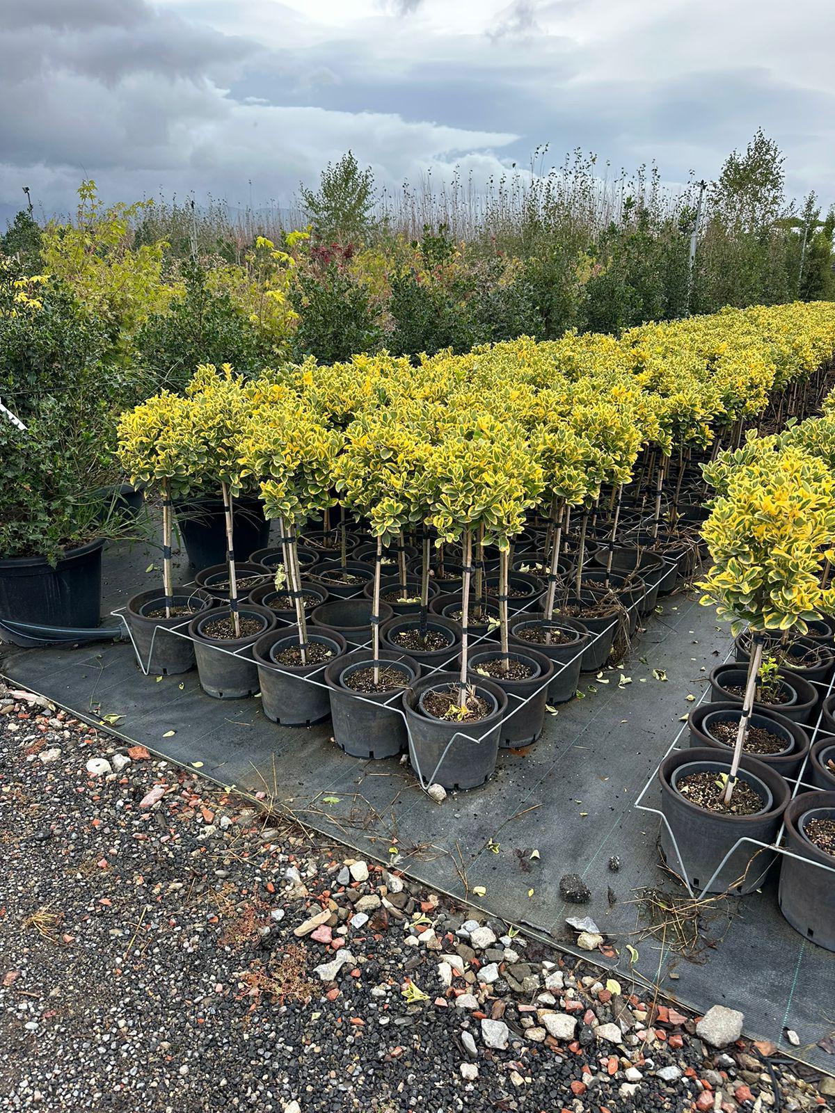 Euonymus Japonicus