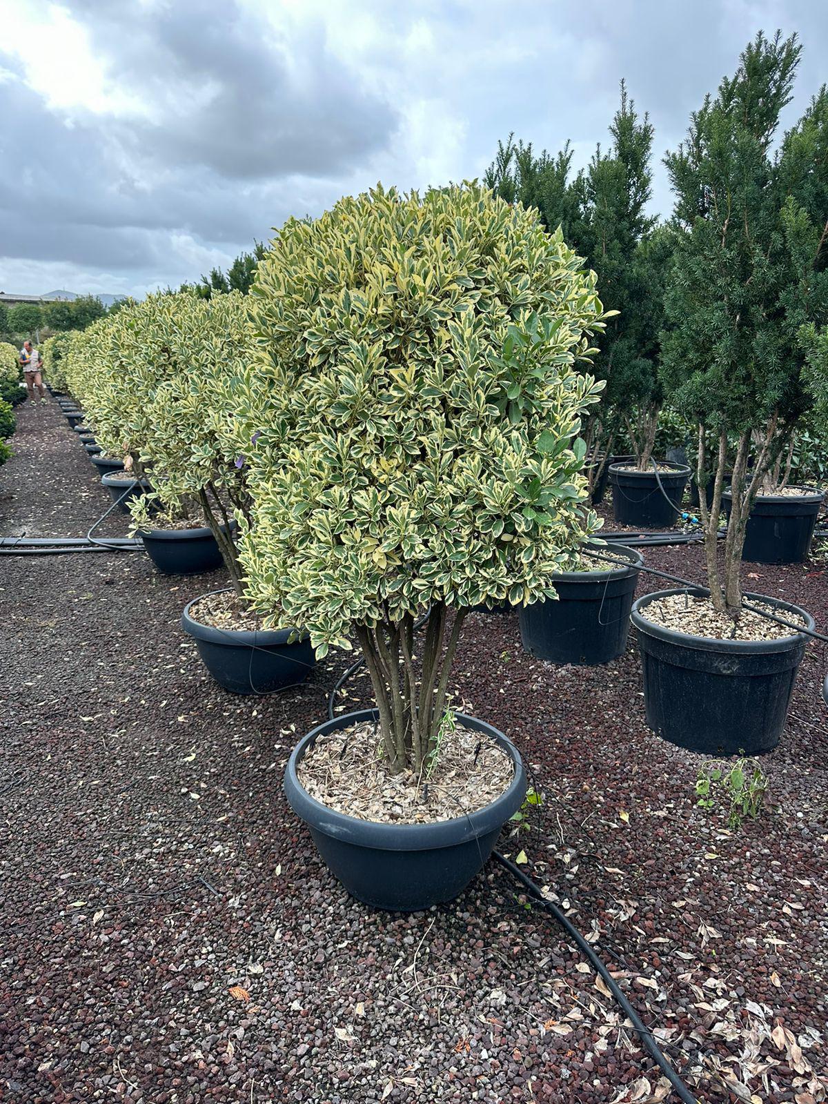 Euonymus Japonicus