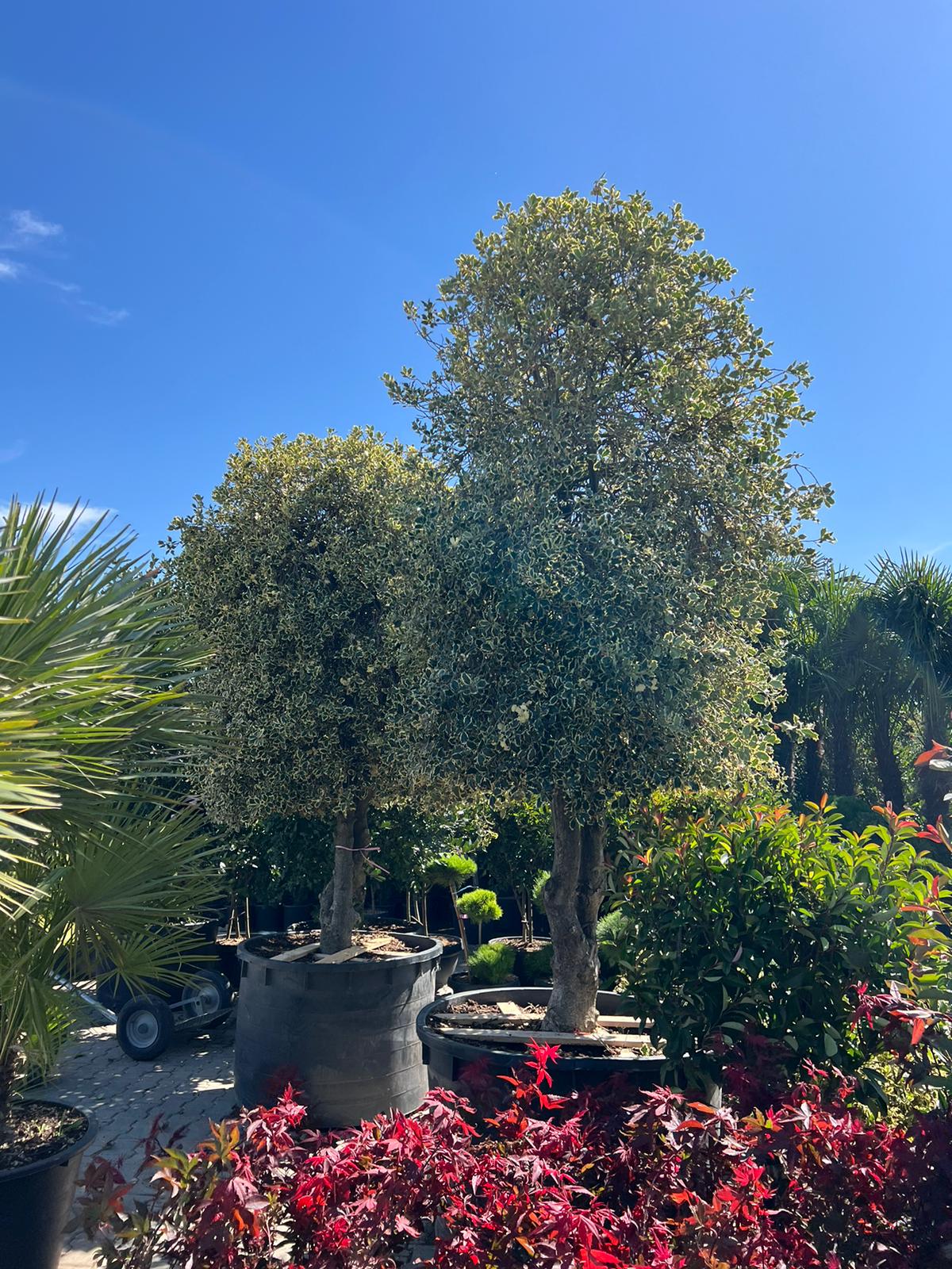 Ilex Aquifolium – Božikovina