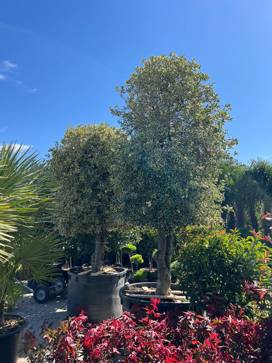 Ilex Aquifolium – Božikovina