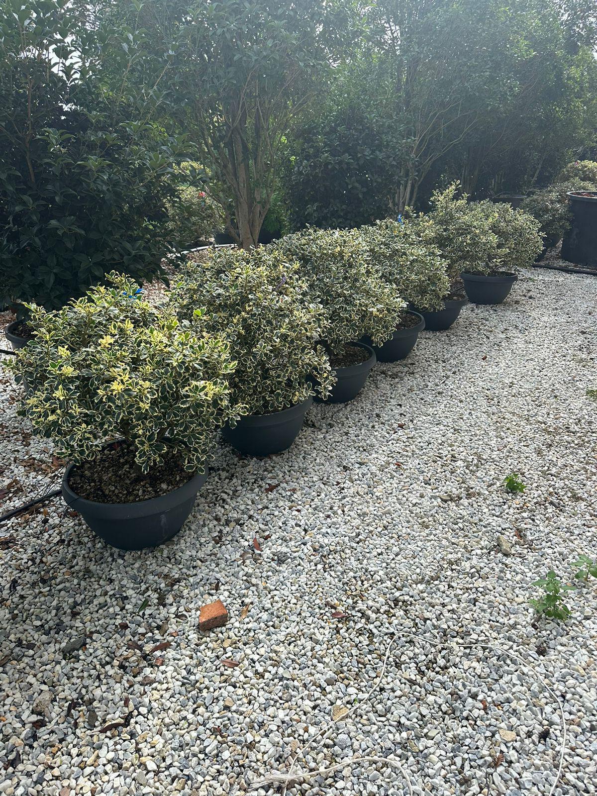 Ilex Aquifolium – Božikovina