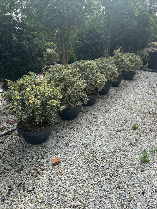 Ilex Aquifolium – Božikovina