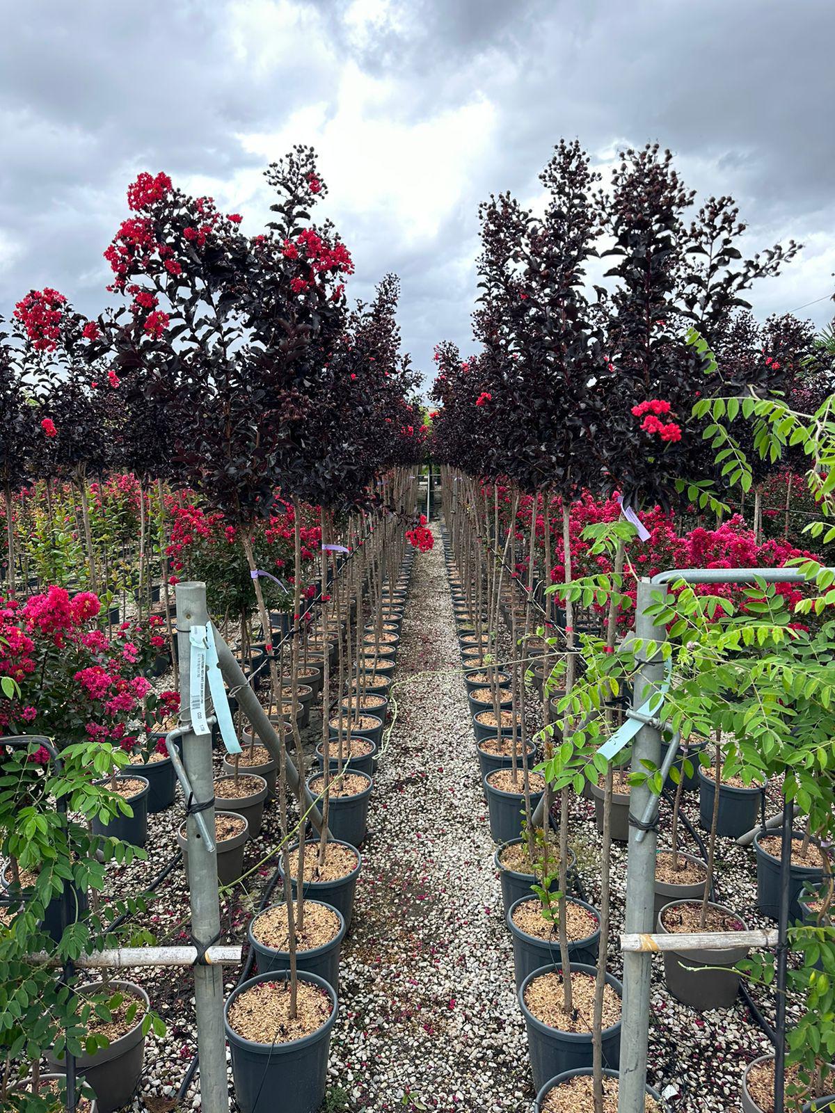 Indijski jorgovan (Lagerstroemia)