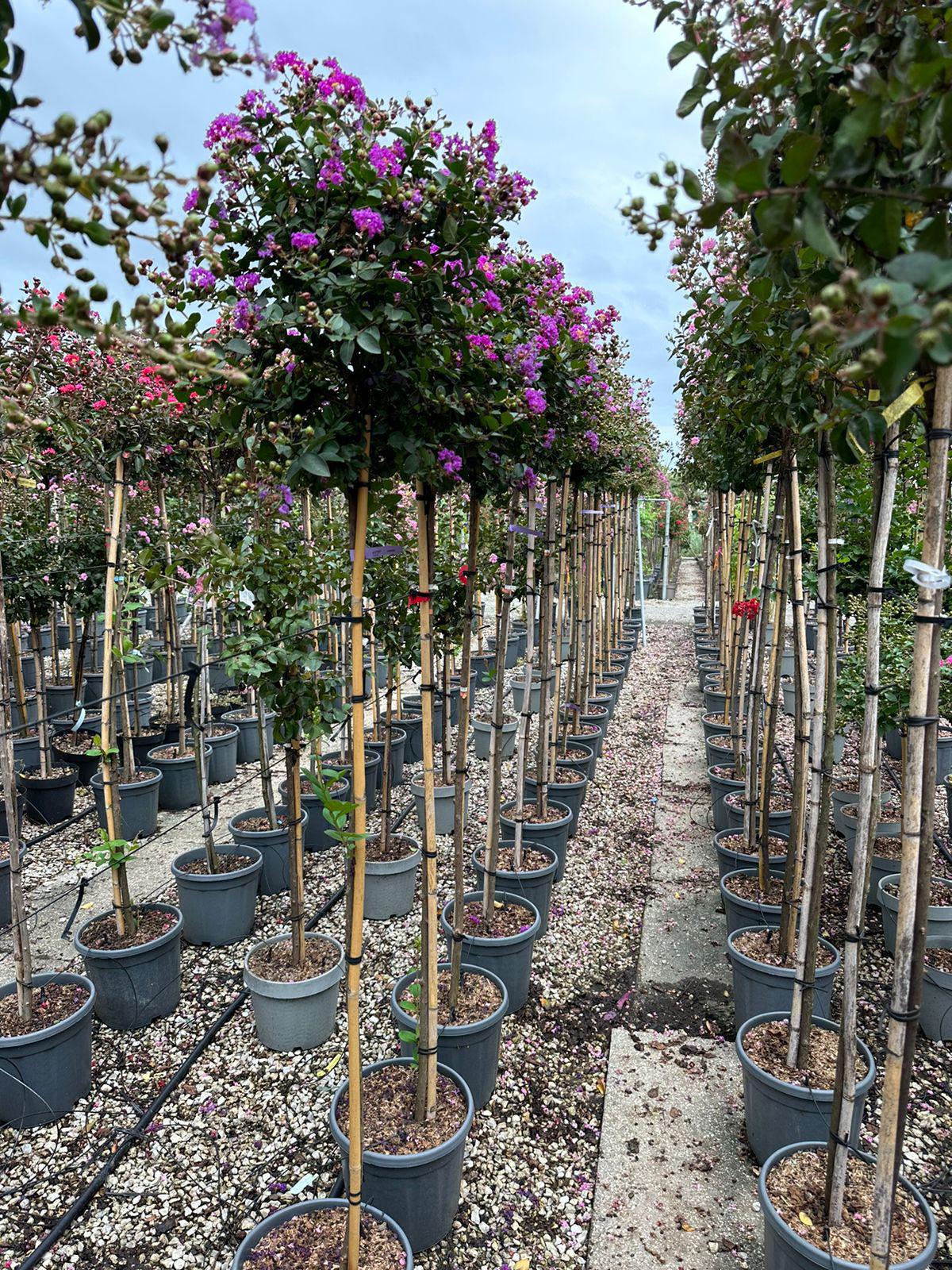 Indijski jorgovan (Lagerstroemia)