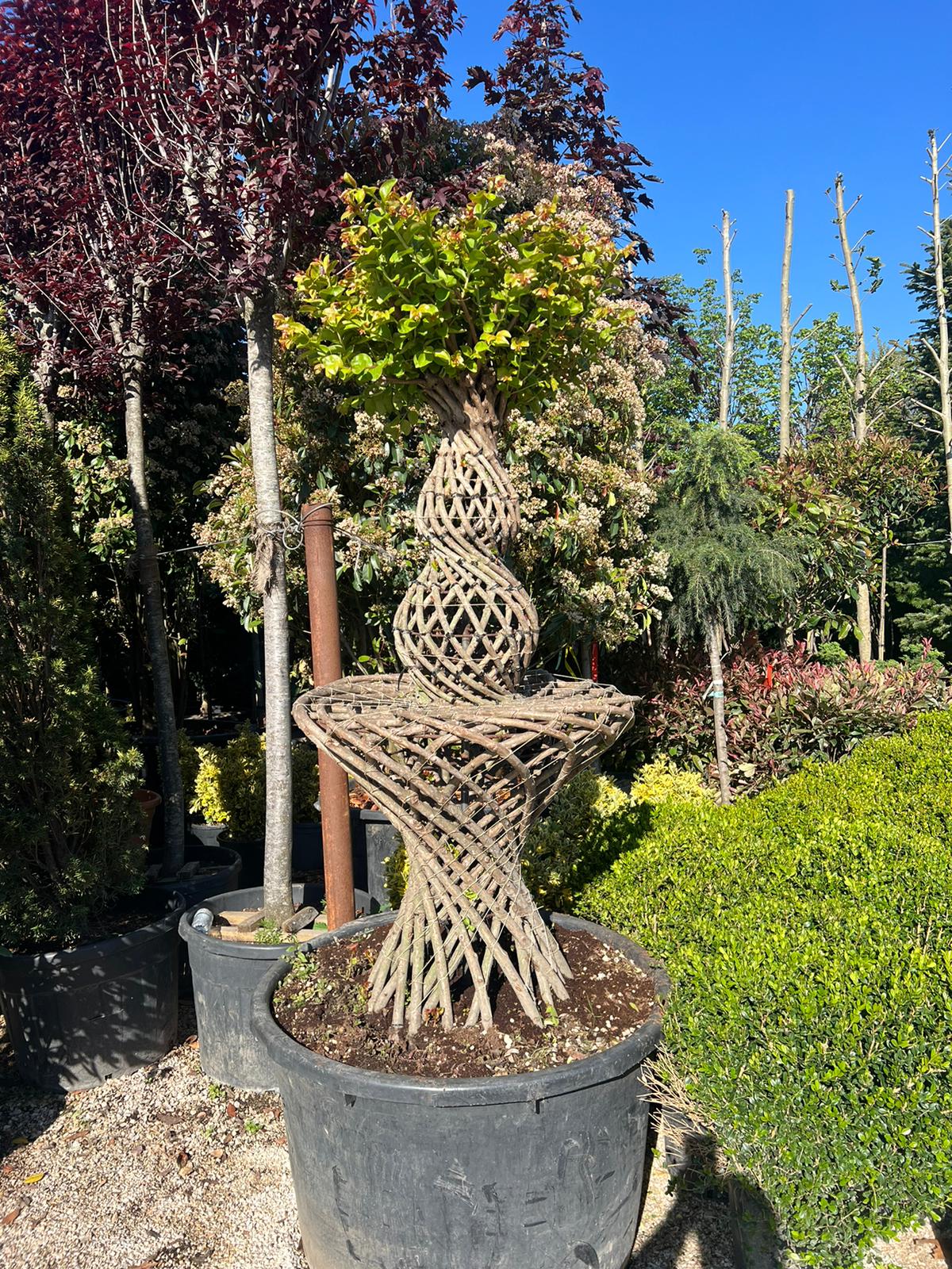 Indijski jorgovan (Lagerstroemia)