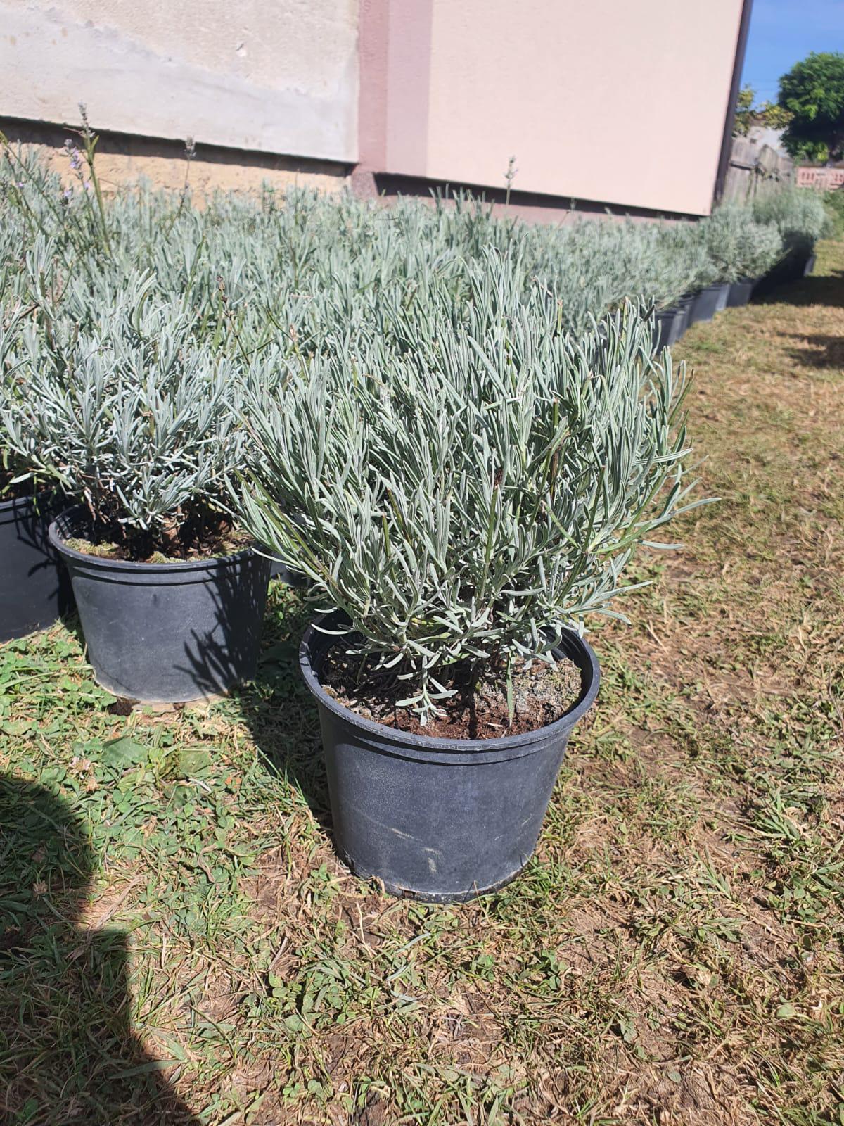 Lavanda