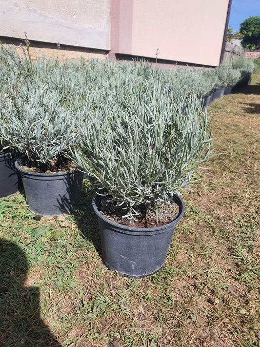 Lavanda