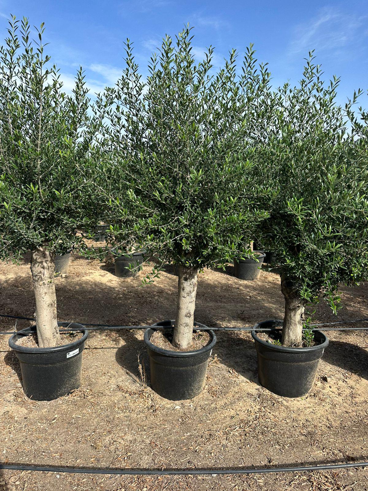 Maslina (Olea europaea)