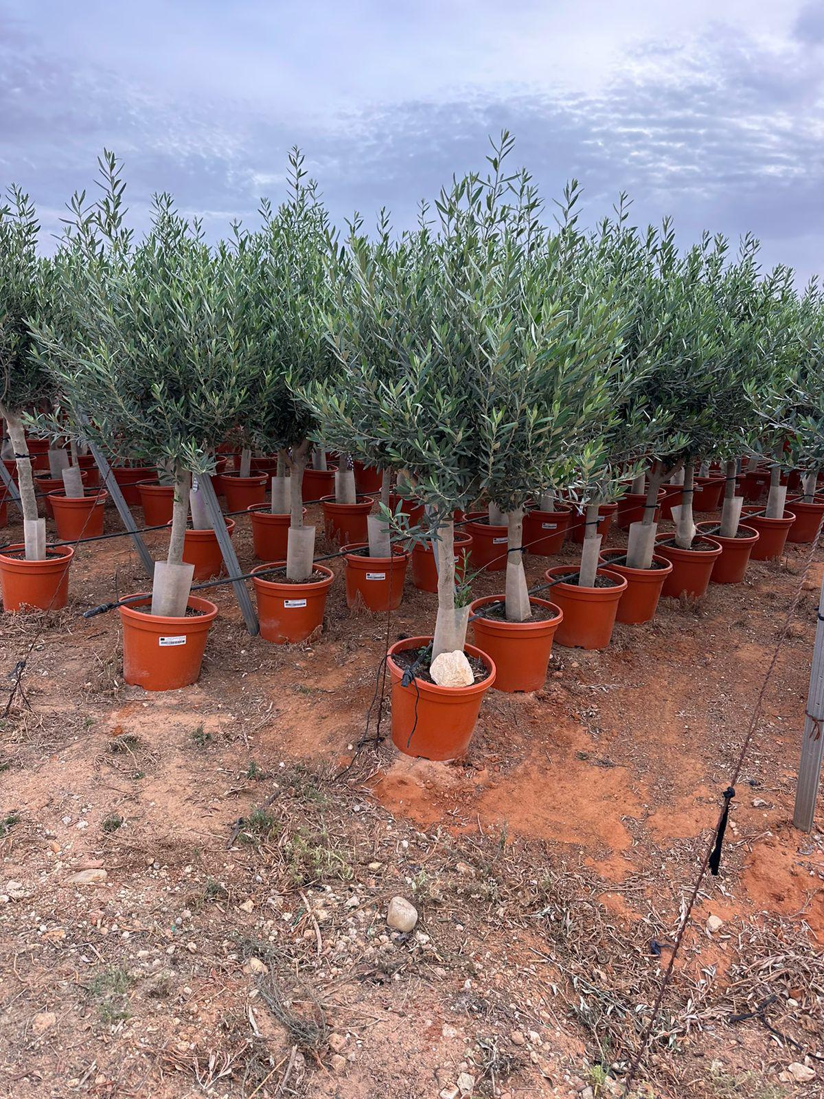 Maslina (Olea europaea)