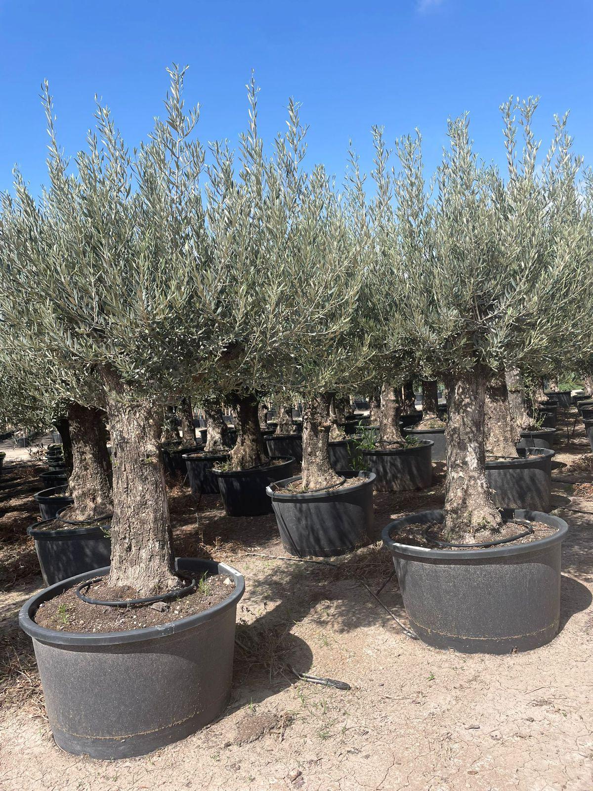 Maslina (Olea europaea)