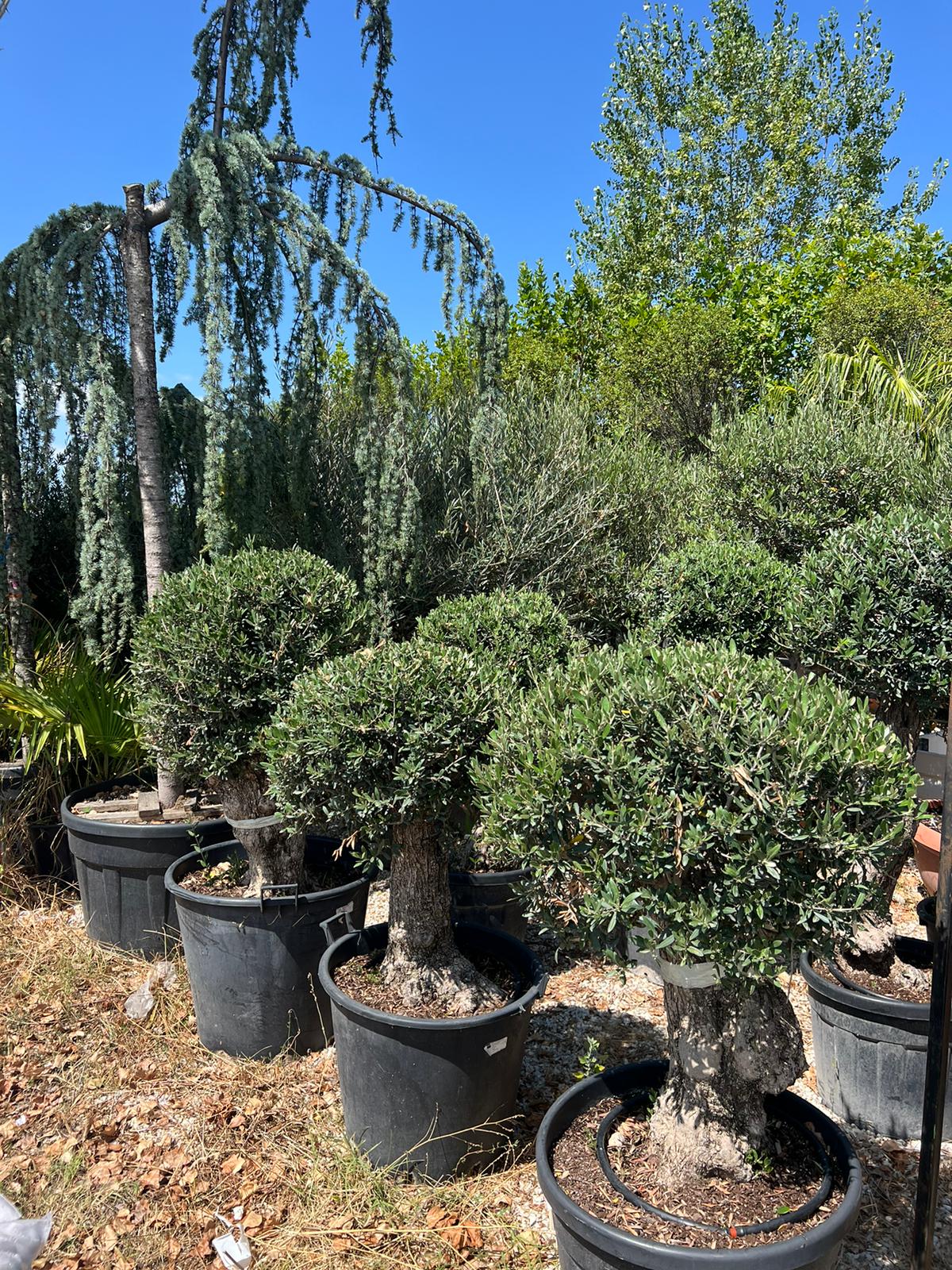 Maslina (Olea europaea)