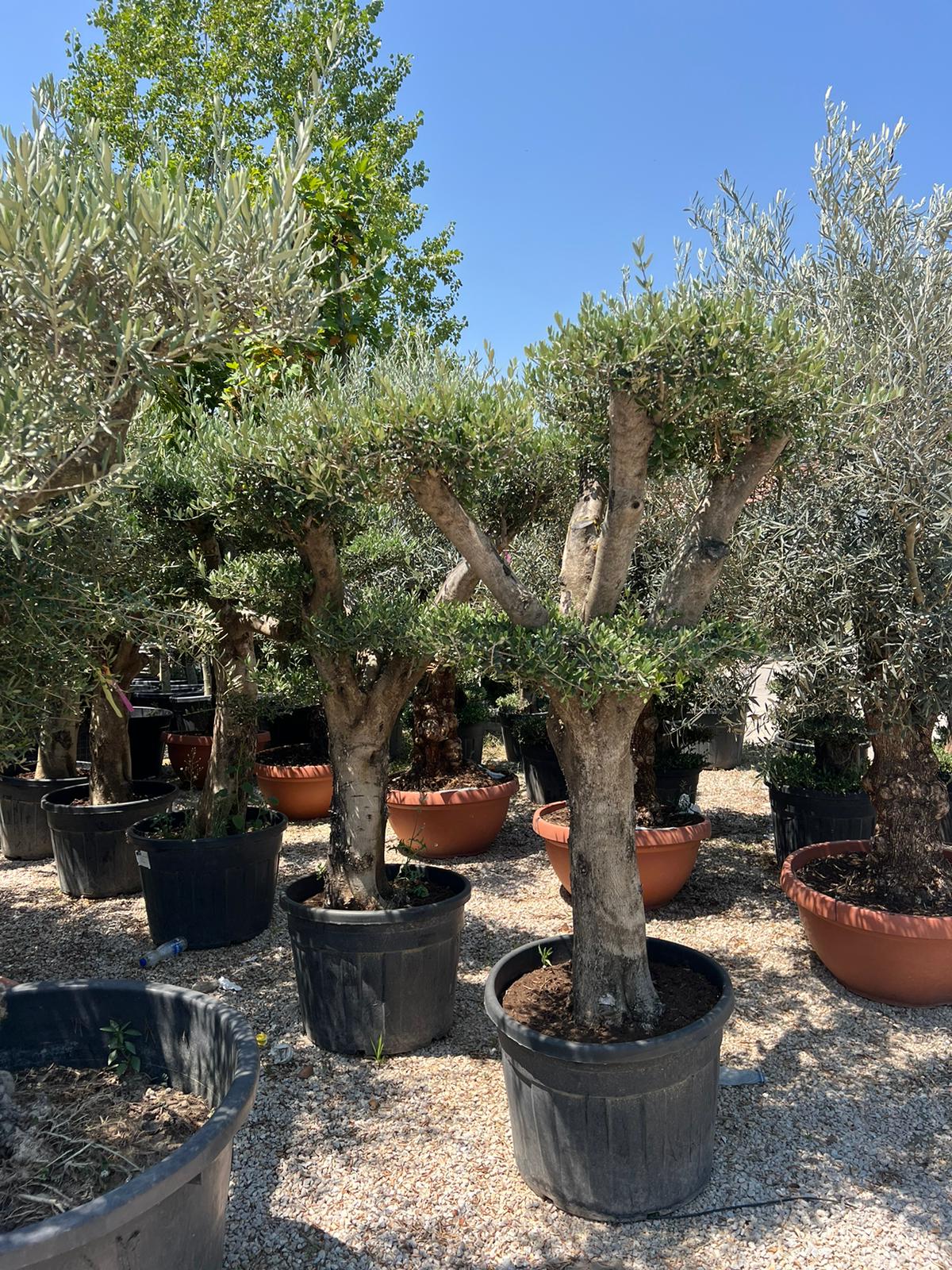 Maslina (Olea europaea)
