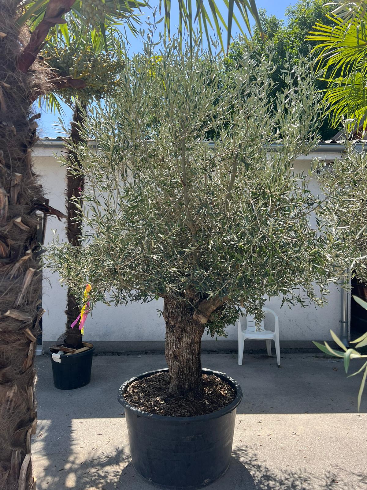 Maslina (Olea europaea)