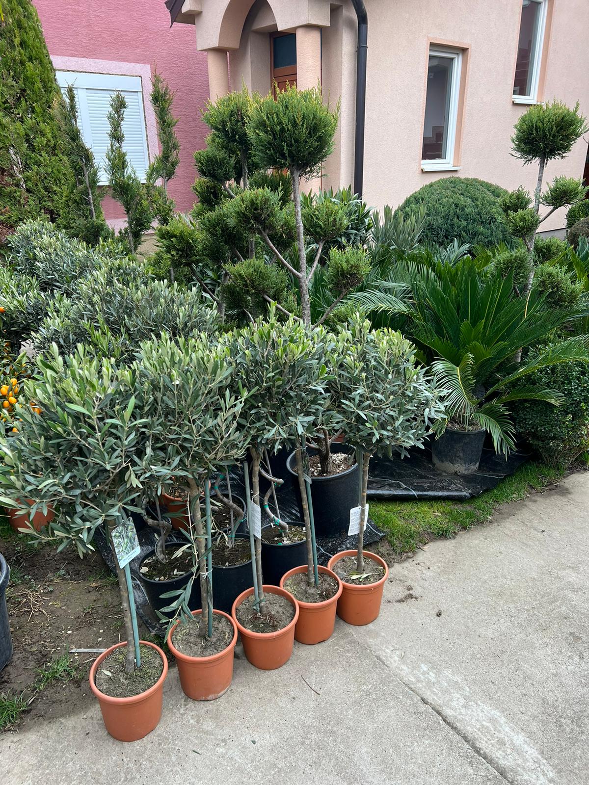 Maslina (Olea europaea)