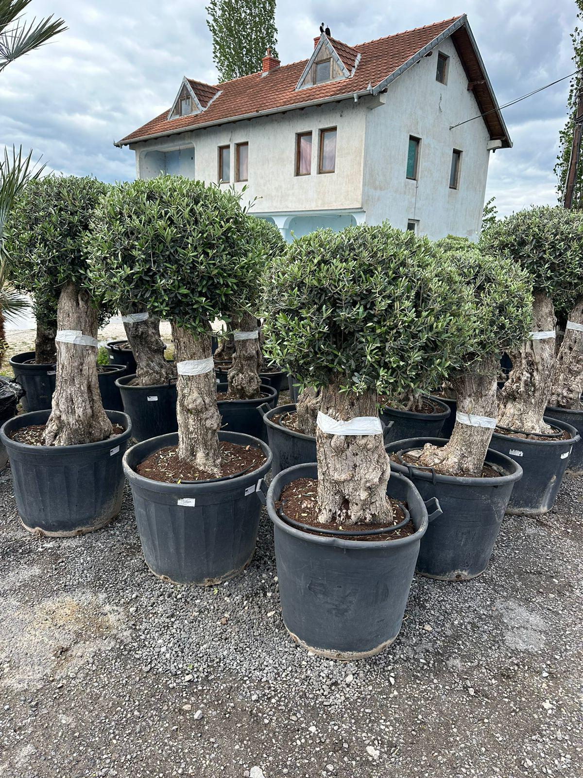Maslina (Olea europaea)