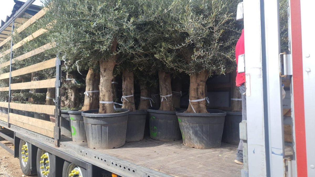 Maslina (Olea europaea)