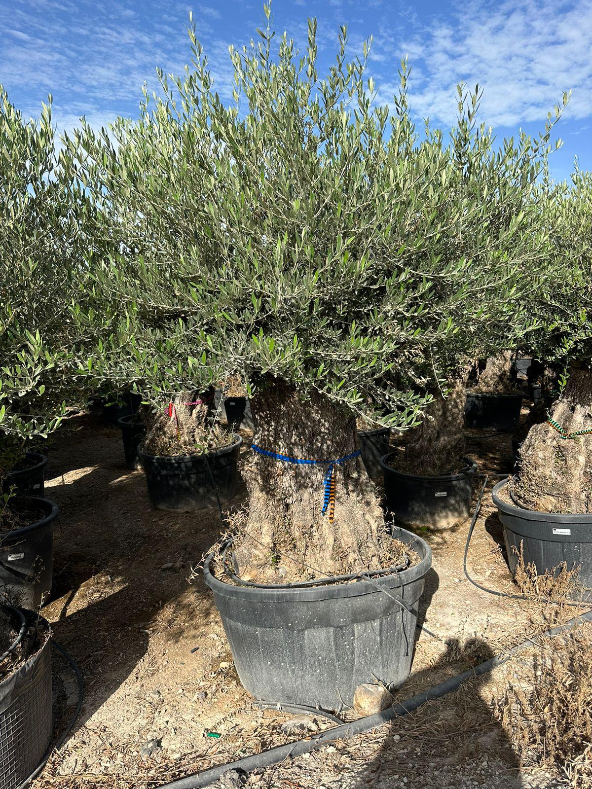 Maslina (Olea europaea)