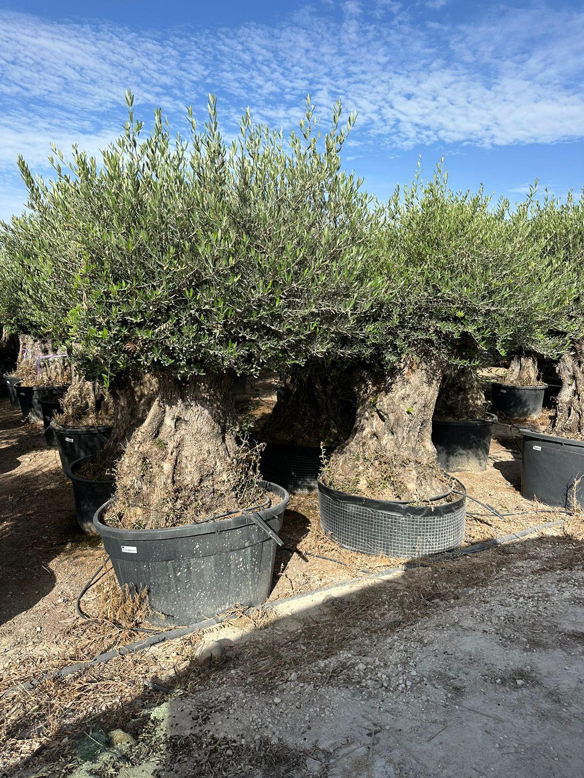Maslina (Olea europaea)