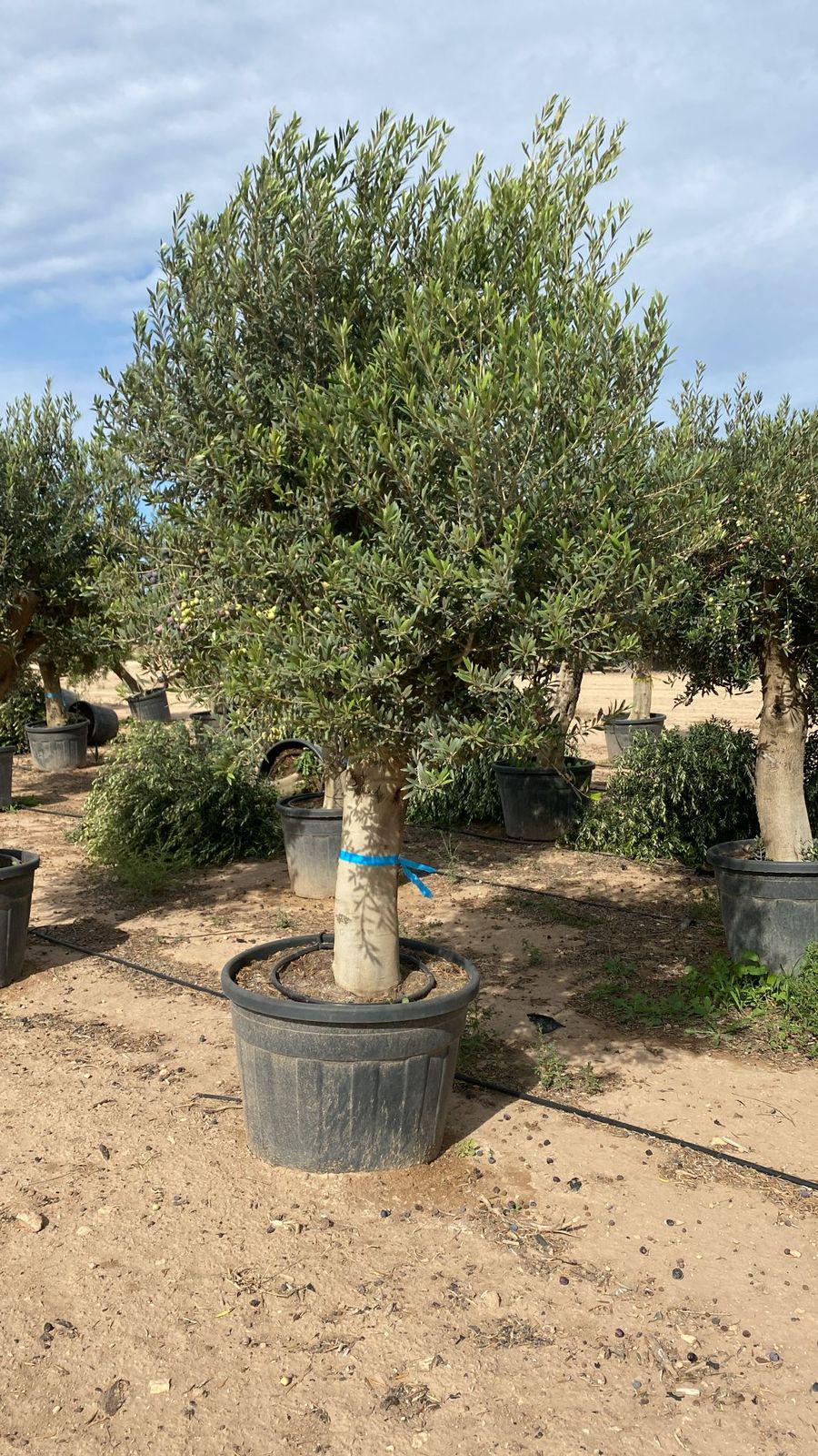 Maslina (Olea europaea)