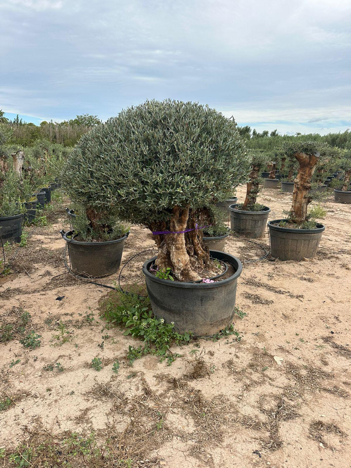 Maslina (Olea europaea)