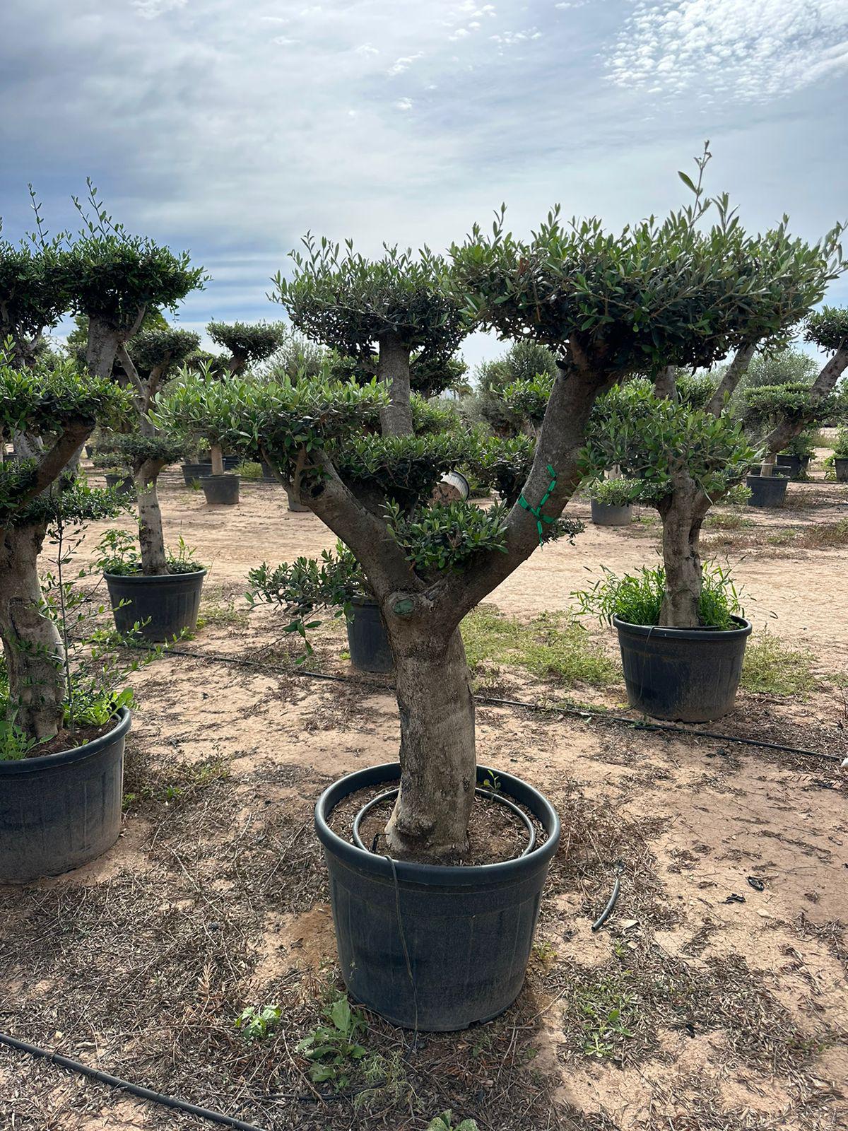 Maslina (Olea europaea)