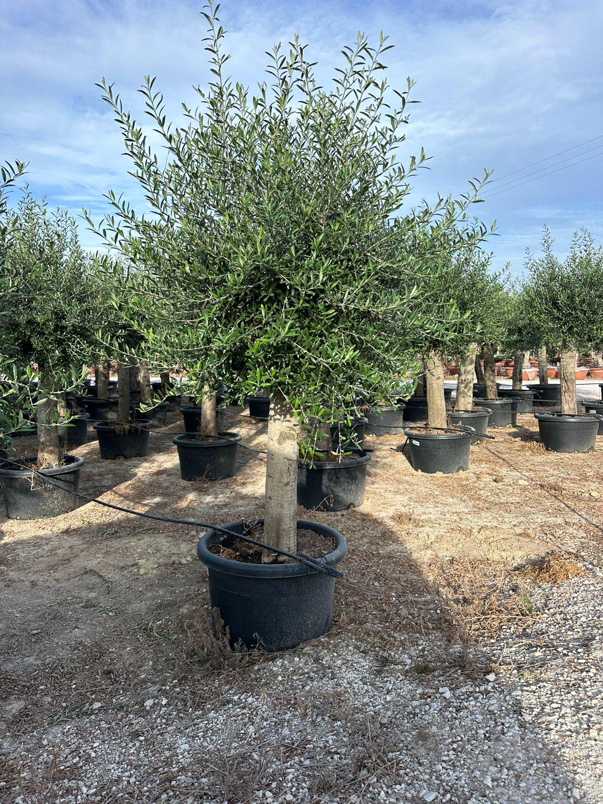 Maslina (Olea europaea)