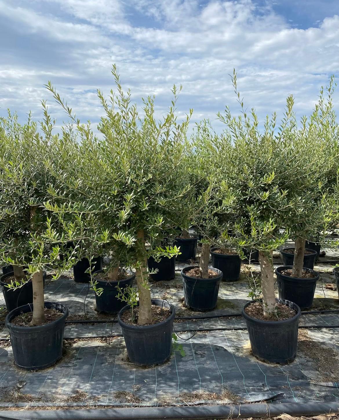 Maslina (Olea europaea)