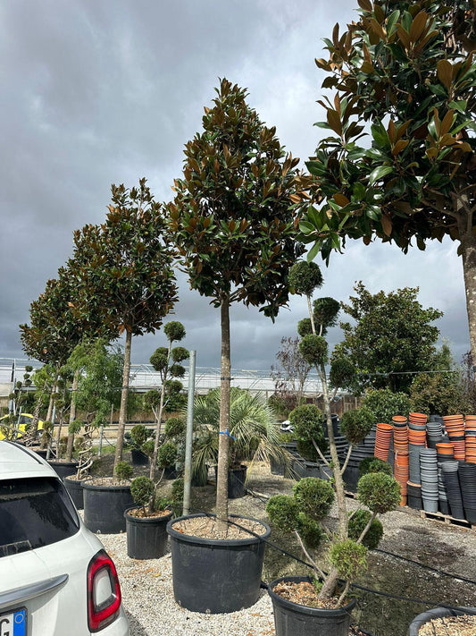 Magnolia Grandiflora