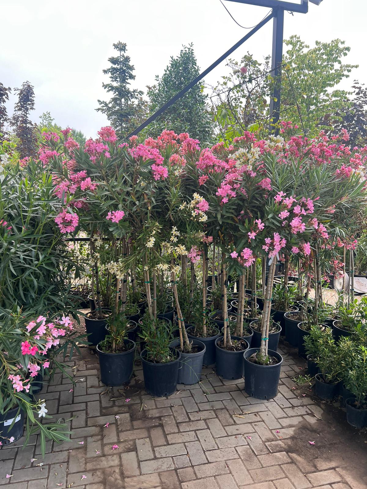 Oleander