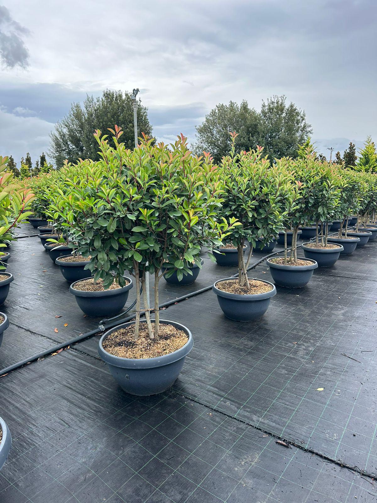 Photinia Multi Stem