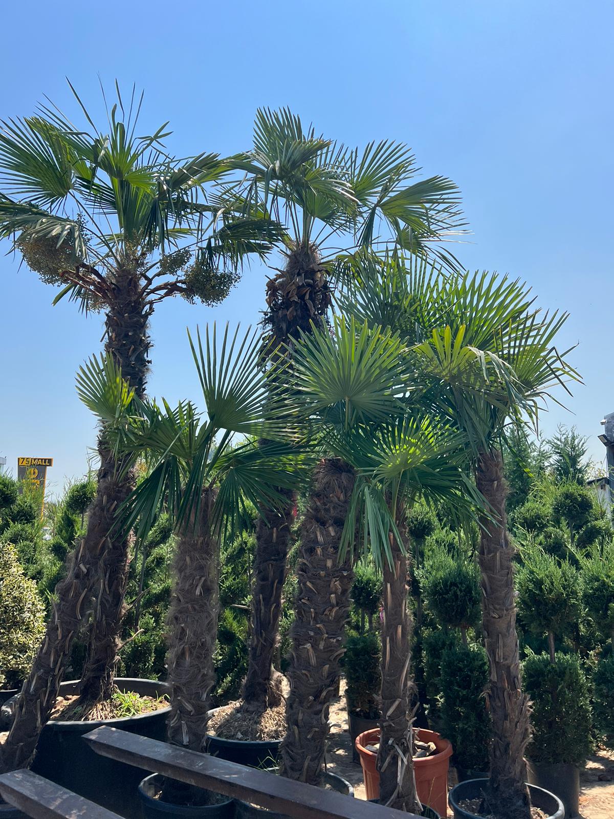 Trachycarpus Fortunei – Lepezasta palma