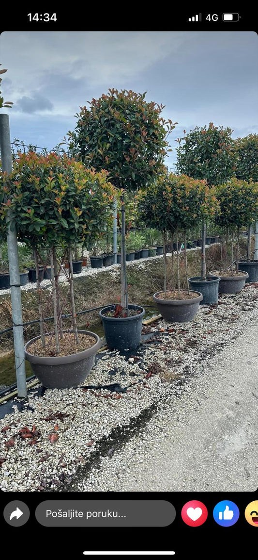 Photinia Multi Stem