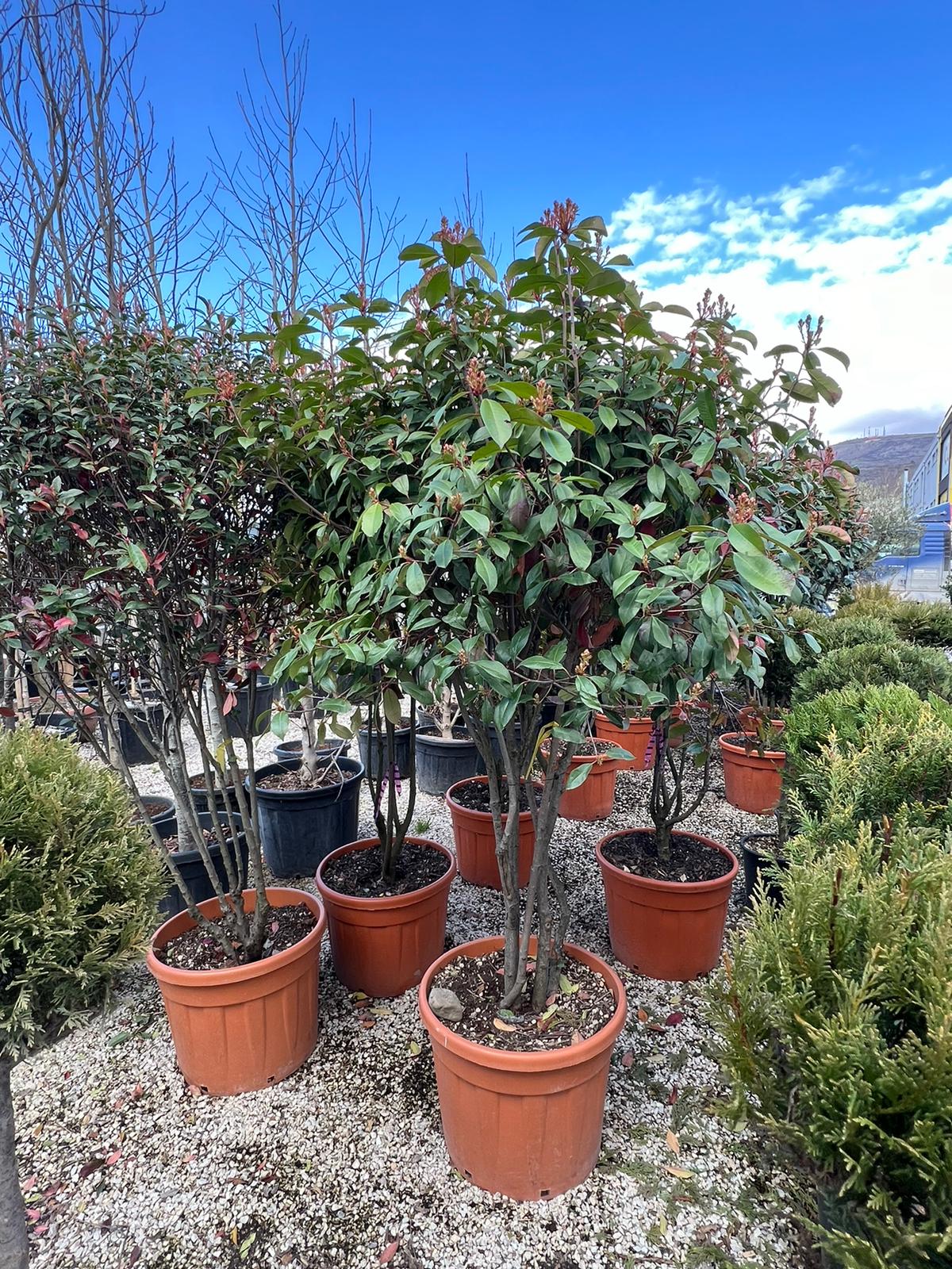 Photinia Multi Stem