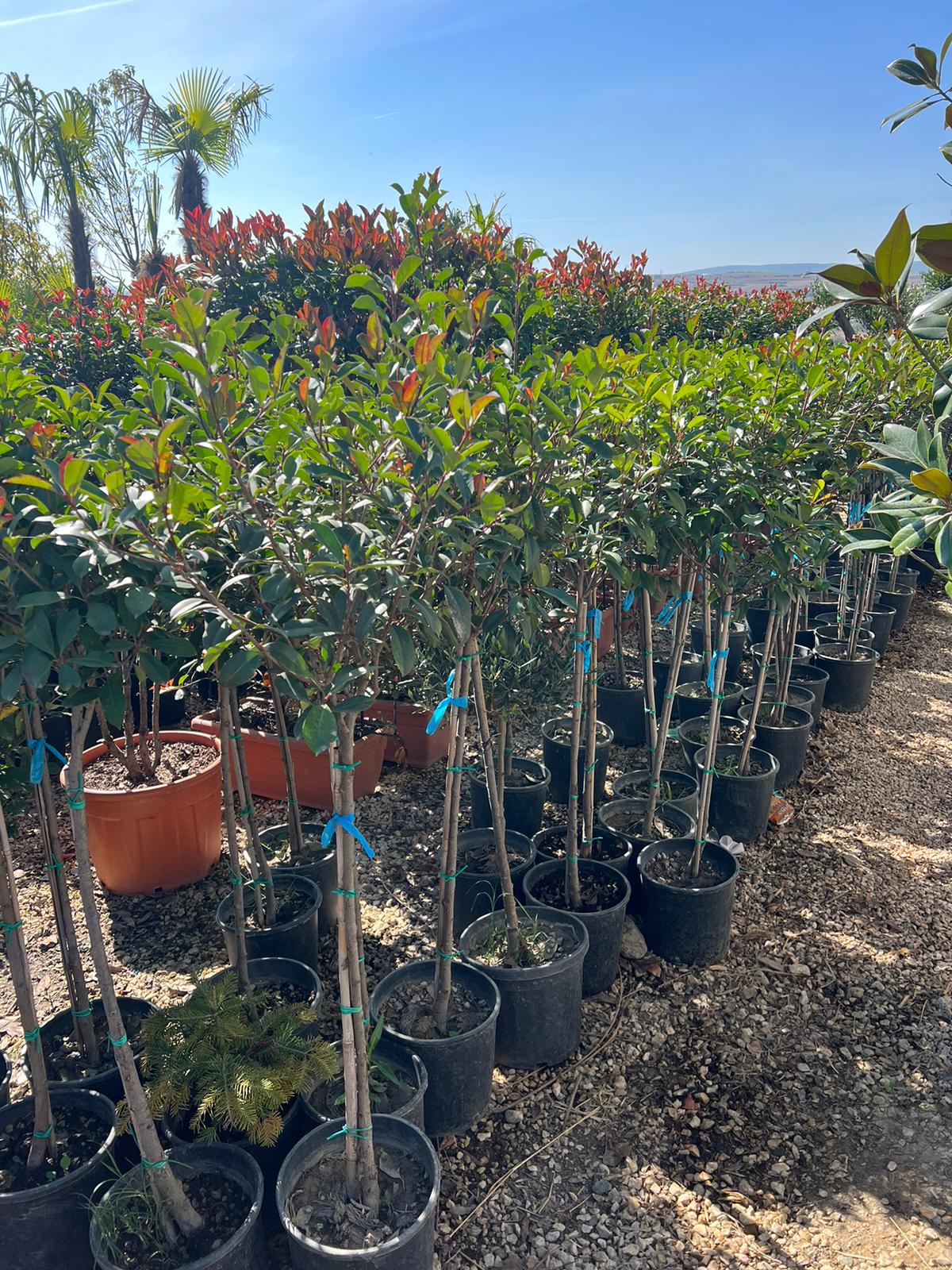 Photinia Multi Stem