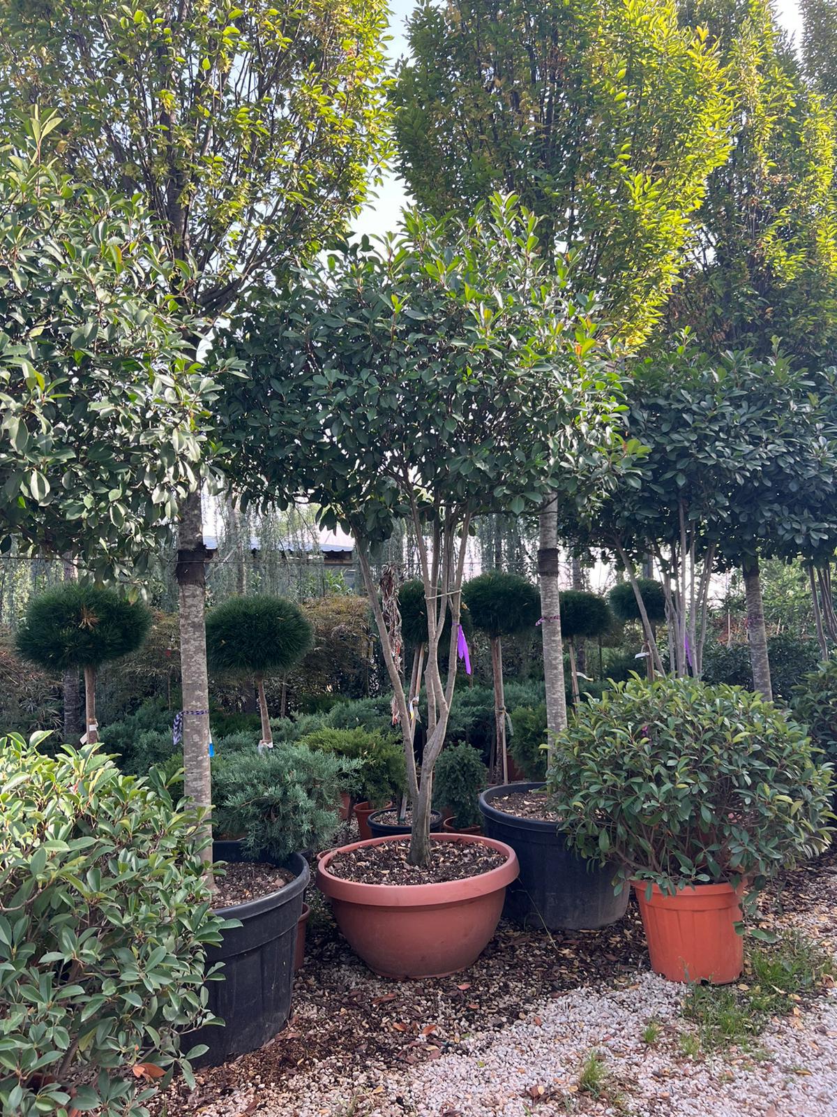 Photinia Multi Stem