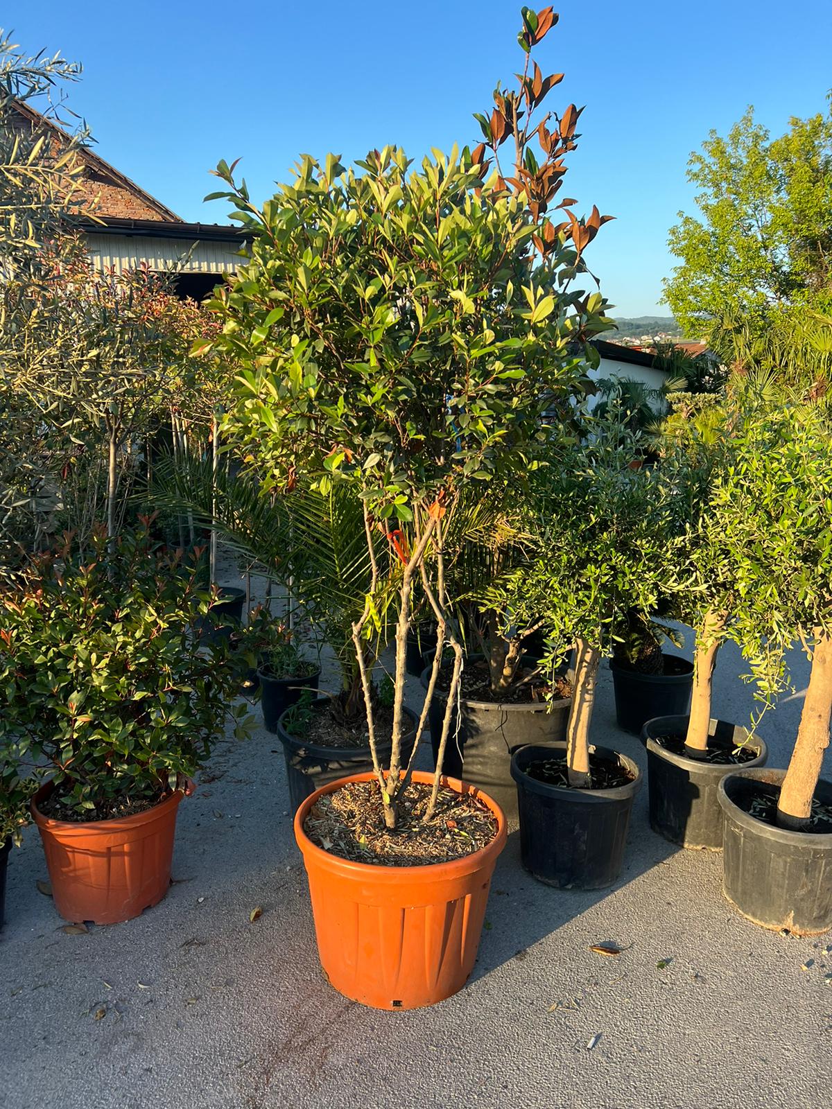 Photinia Multi Stem
