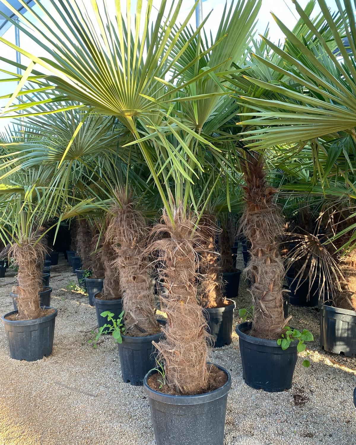 Trachycarpus Fortunei – Lepezasta palma
