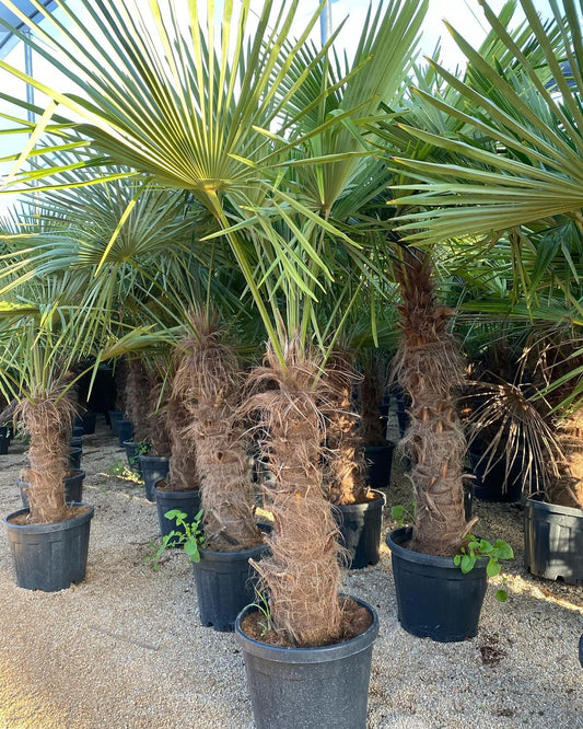 Trachycarpus Fortunei – Lepezasta palma