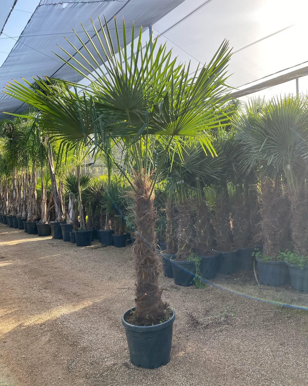 Trachycarpus Fortunei – Lepezasta palma