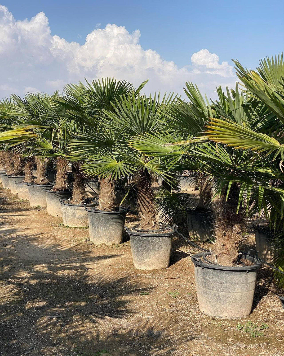Trachycarpus Fortunei – Lepezasta palma