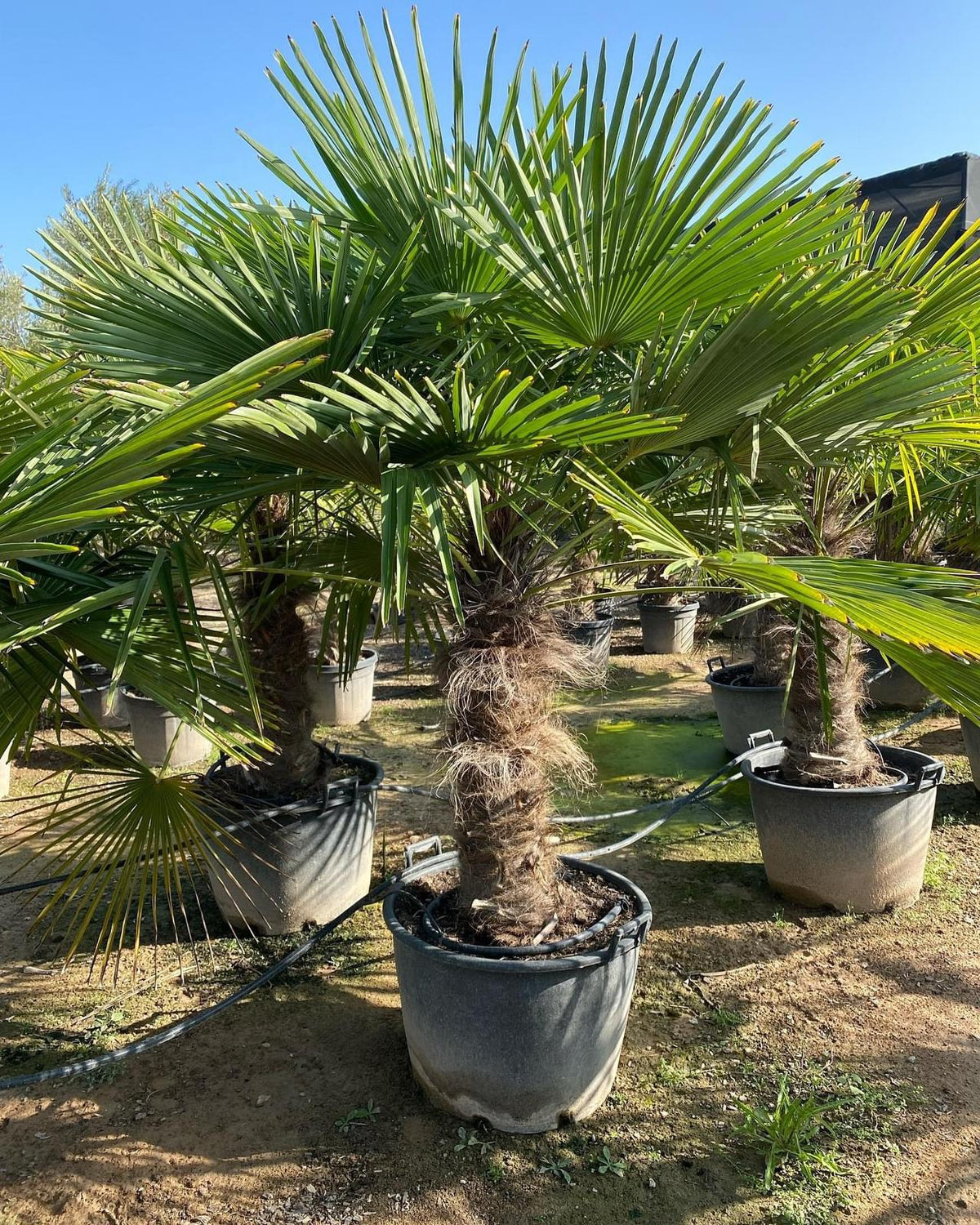 Trachycarpus Fortunei – Lepezasta palma