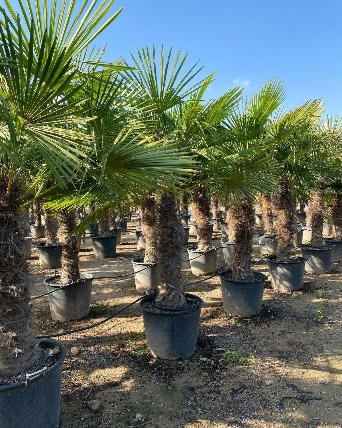 Trachycarpus Fortunei – Lepezasta palma