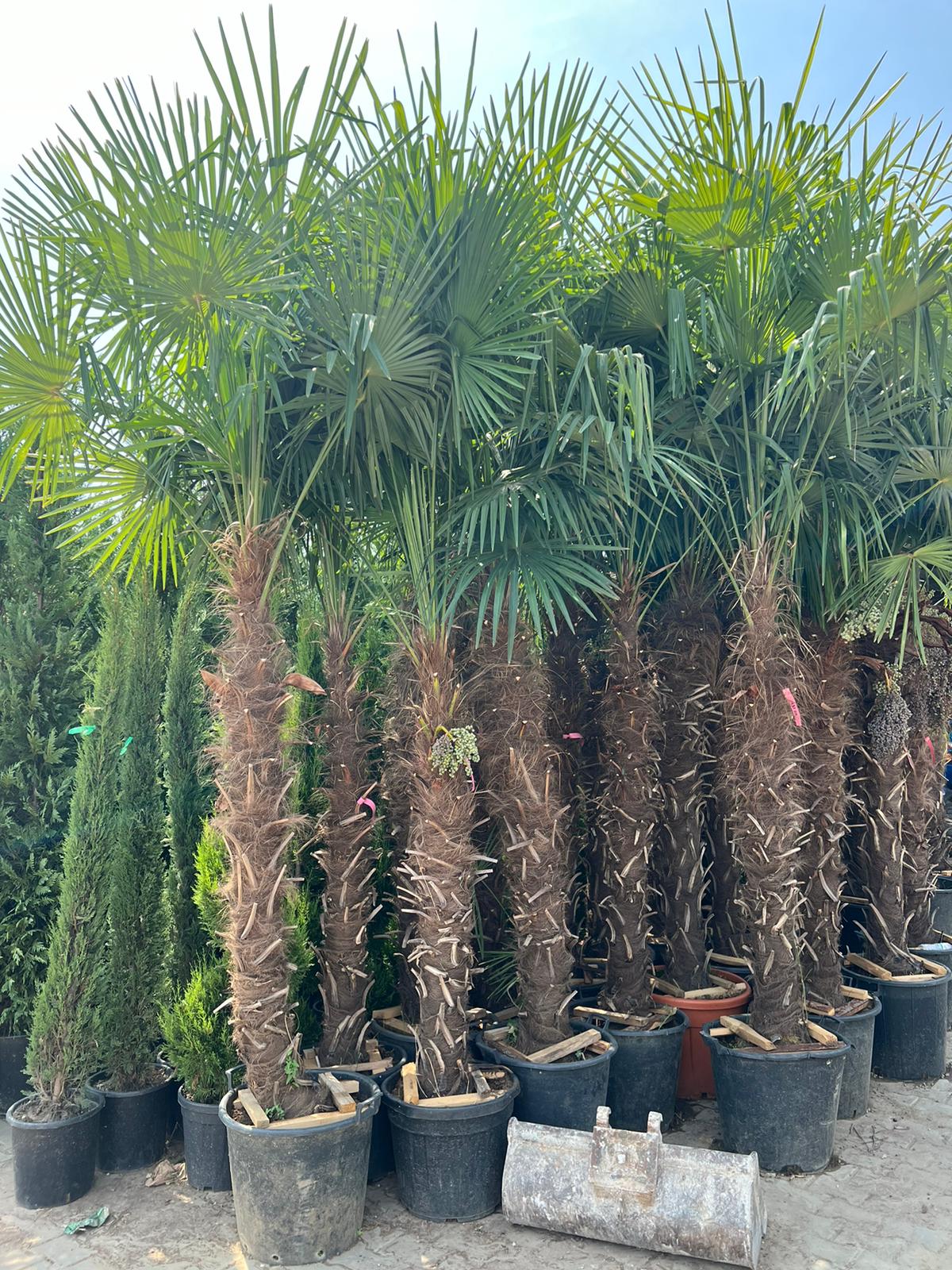 Trachycarpus Fortunei – Lepezasta palma