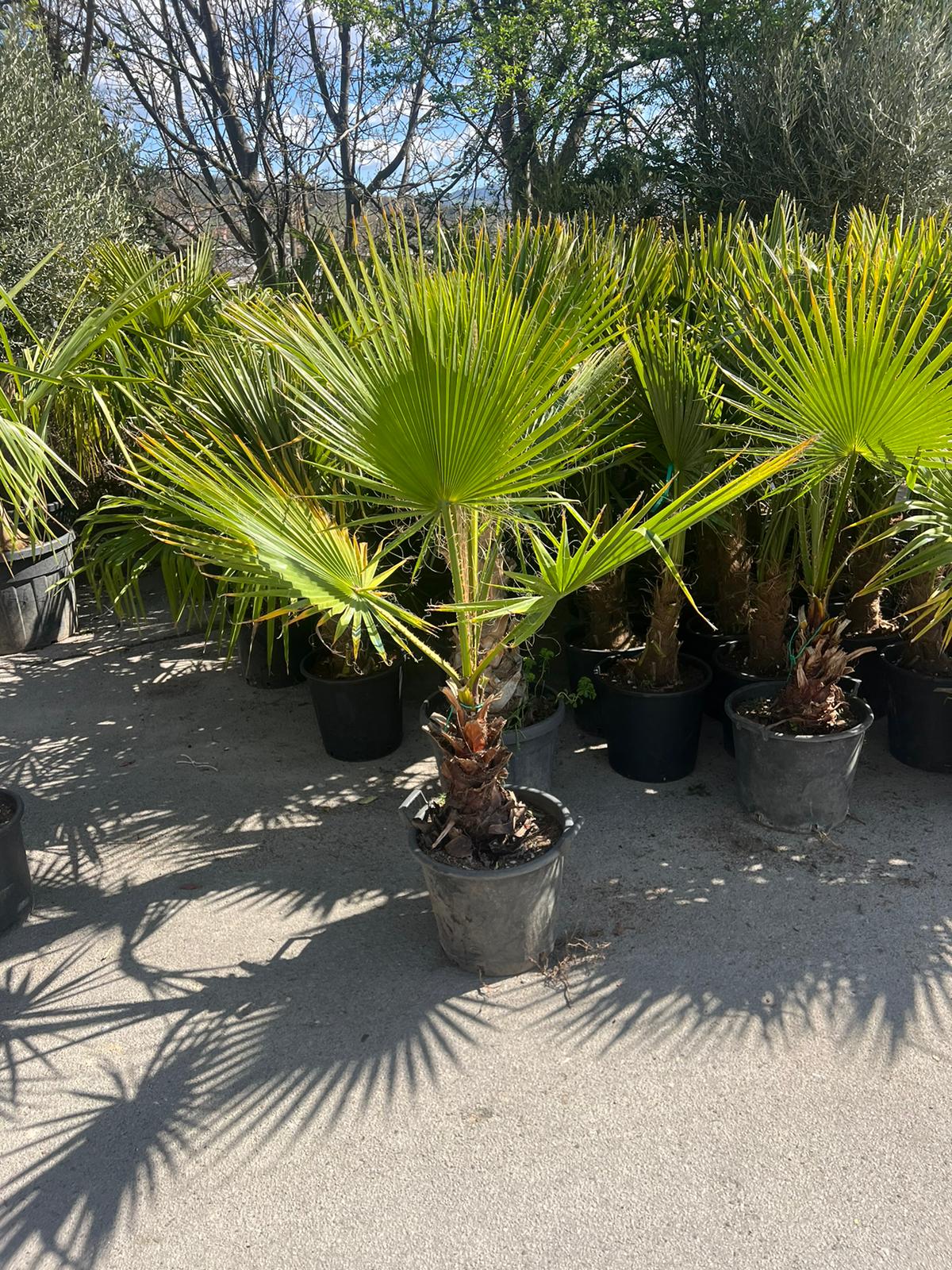 Washingtonia