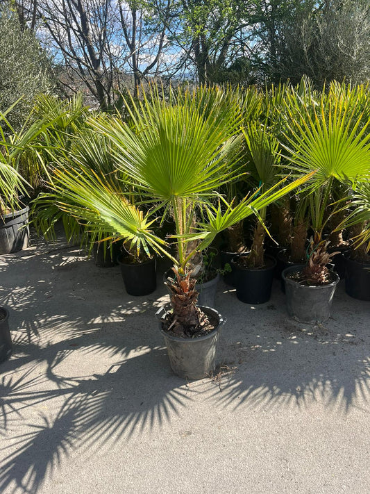 Washingtonia