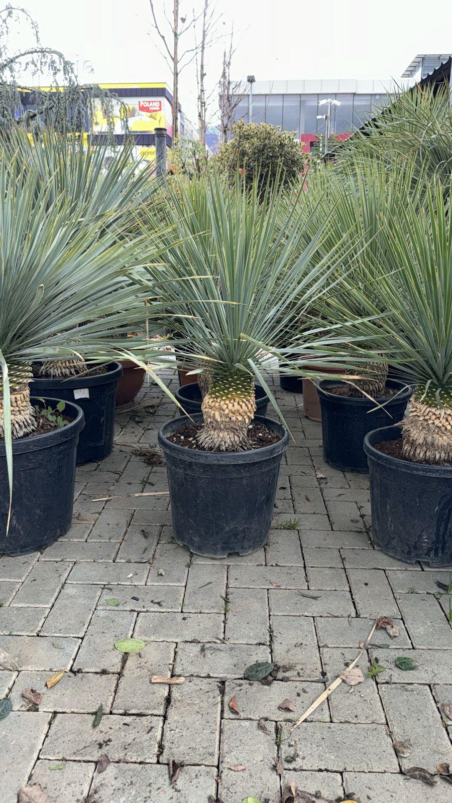 Yucca Rostrata