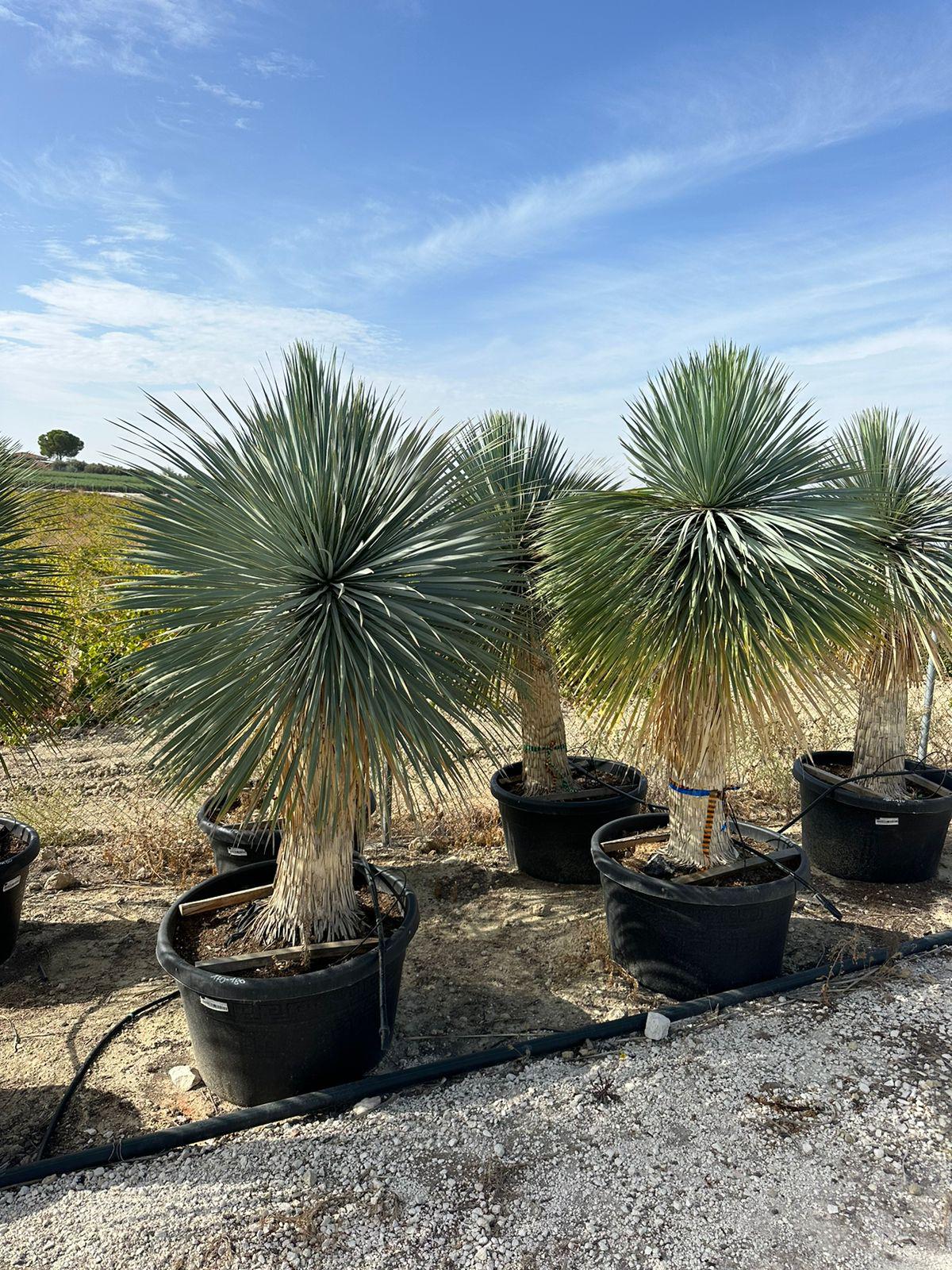Yucca Rostrata